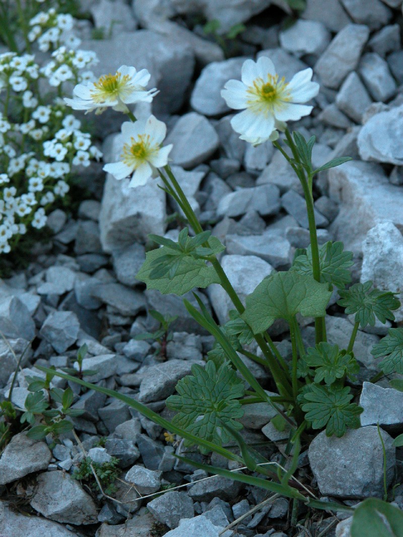 Ranunculus alpestris / Ranuncolo alpestre